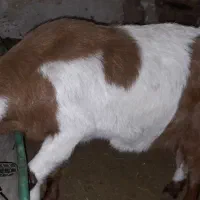 فروش تعدادی بز و کره آبستن