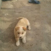 یک عدد سگ پاکوتاه|سگ|سربیشه, |دیوار