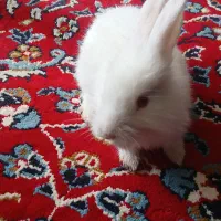 خرگوش لپی