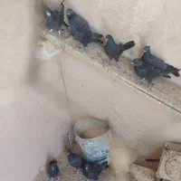 کبوتر|پرنده|برخوار, |دیوار