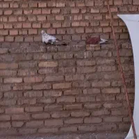 کفتر|پرنده|اهواز, باغ شیخ|دیوار