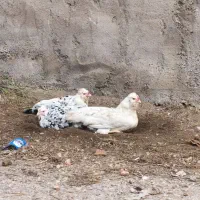 جوجه گلین پنگوئنی و تخم گلین|حیوانات مزرعه|جویبار, |دیوار