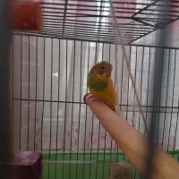 عروس هلندی و مرغ عشق|پرنده|فردیس, نسترن غربی|دیوار