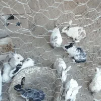 خرگوش مولد|موش و خرگوش|زاهدان, |دیوار