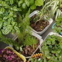 27گلدان گل طبیعی|گل و گیاه طبیعی|خشکبیجار, |دیوار