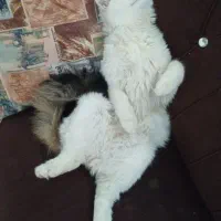 گربه ناز و ملوس