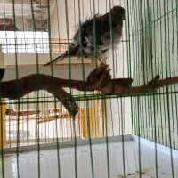 قناری|پرنده|ایلام, |دیوار