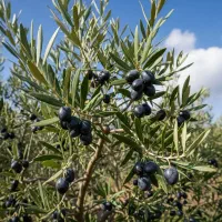 فروش نهال زیتون سیاه اصلاح شده