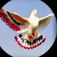 کفتر ۲۰ تا یکجا دونه ۲۵۰