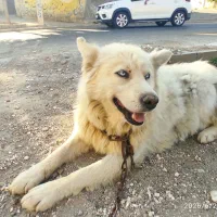 سگ گرگی