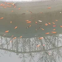 ماهی قرمز داخل استخر