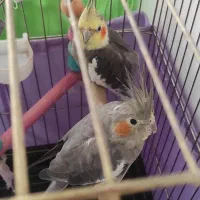 یک جفت عروس هلندی