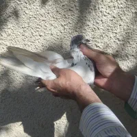 کفتر