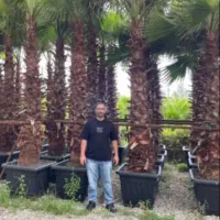 پالم واشنگتن ریشه پرس|خدمات باغبانی و درختکاری|تنکابن, |دیوار