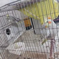 عروس هلندی مولد دستی|پرنده|قم, نخودی|دیوار