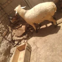 بره نر