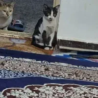 واگذاری گربه