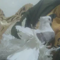 کفتر اصیل پاپر