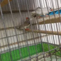 فنج نرو ماده