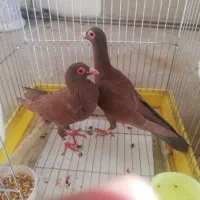 کبوتربغدادی|پرنده|مشهد, انقلاب|دیوار