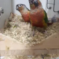 گیرینچیک و ردچیک