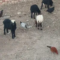12 راس بره