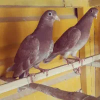 کبوتر تیپلر انگلیسی|پرنده|شهریار, شهریار|دیوار