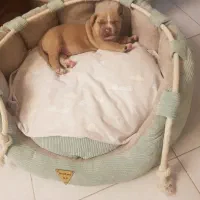 سگ پیت بول ۳ ماه