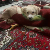 توله سگ|سگ|مهدی شهر, |دیوار