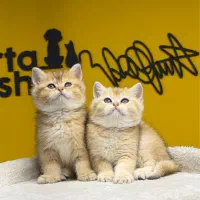 شهر بربتیش گلد کیفیت استثنایی