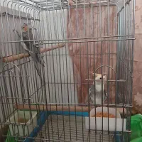 دوعددعروس هلندی ویک عدد مرغ مینا