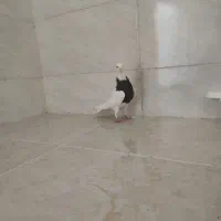 جفت ماده طوقی|پرنده|شوشتر, |دیوار