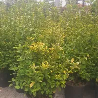 شمشاد طلایی بسیار زیبا