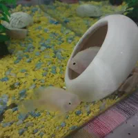 ماهی پرت مولد گوشتخوار