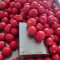 گو جه فرنگی آبگیر و تصفیه گوجه فرنگی سیار|خوردنی و آشامیدنی|مشهد, هنرستان|دیوار