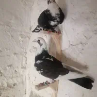 یک جفت ابلغ|پرنده|کازرون, |دیوار