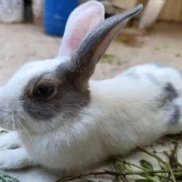 خرگوش های استثنایی و زیبا|موش و خرگوش|اهواز, کیانپارس |دیوار