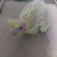 معاوضه جوجه عروس پاریس