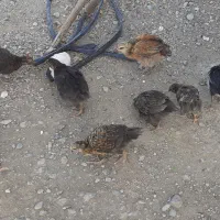 فروش جوجه محلی چابهاری