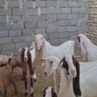 تعداد ۷ بز گلابی ۶ بز و یه تکه .و چند بزغاله گلابی|حیوانات مزرعه|قائن, |دیوار