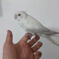 عروس هلندی نژاد خاس