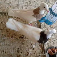 کبوتر طوقی|پرنده|خورموج, |دیوار