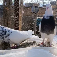 کفتر طوقی معاوضه با پلاکی یا عروس هلندی|پرنده|باغ بهادران, |دیوار