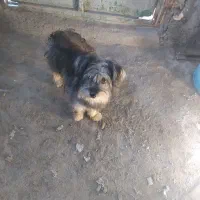 فروشی|سگ|میناب, |دیوار