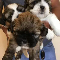 توله شیتزوکراس|سگ|شیراز, باغ تخت|دیوار