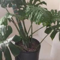 گل مانسترا برگ انجیری بزرگ با گلدان سفالی