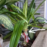 گیاه صلح اسپاتی فیلوم