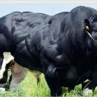 سلاخ حرفه ای قصاب|خدمات پذیرایی، مراسم|ملایر, |دیوار