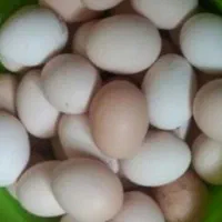 تخم مرغ|خوردنی و آشامیدنی|سبزوار, چهارراه فرودگاه|دیوار