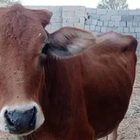گاو ماده جوان|حیوانات مزرعه|بندرعباس, |دیوار